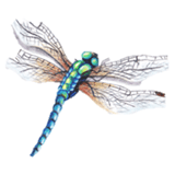 Did you know a dragonfly can see 360 degrees?  The only place they cannot see is directly behind them. We are about 360 degrees of wellness.