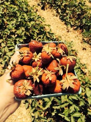 Mmm freshly picked strawberries.