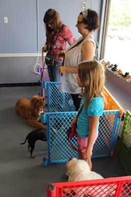 Group Classes for puppies and dogs of all ages and sizes!