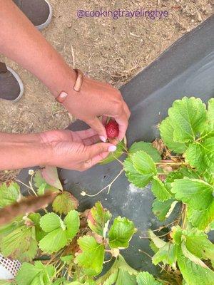 Strawberry picking