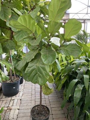 Perfect Fig Tree from Ruibal's