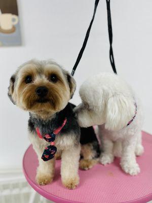 Enzo got the cutest haircut! ‍He and his girlfriend, Coco, came in together for grooming--such a sweet duo!