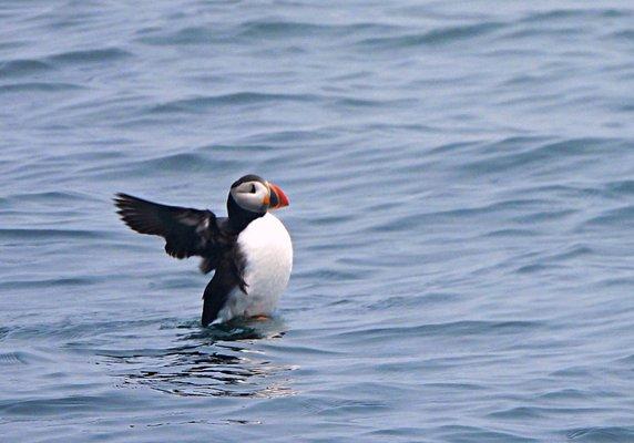 Puffin stretching