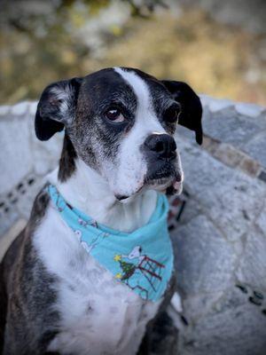 Gumball likes his new bandana