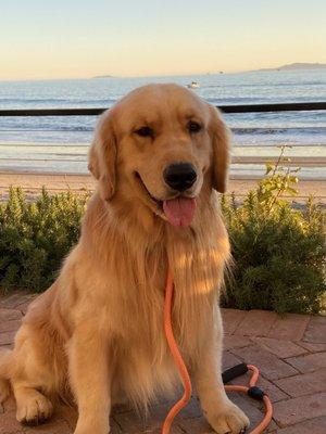 One year with Chief in our family. He is the most beloved dog in Santa Barbara - here at Miramar Beach Club. Thank you Shadalane!