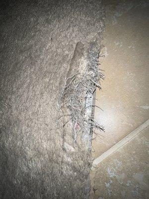 Damaged carpet with exposed nails and tack strips