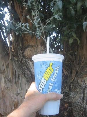 Subway's medium iced tea