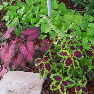 Caladium and Coleus