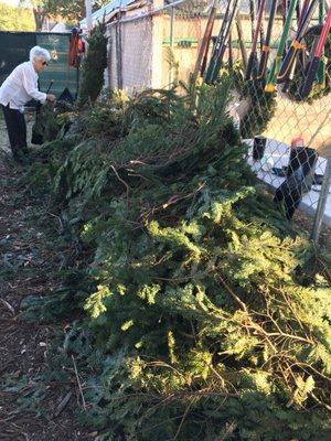 Tons of bushy branches available for FREE. We use them for our nativity scene.