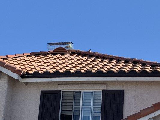 Birds walking around the roof for a week and none in the bird trap.