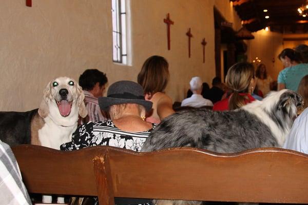 Feast of St. Francis - The Blessing of the Animals