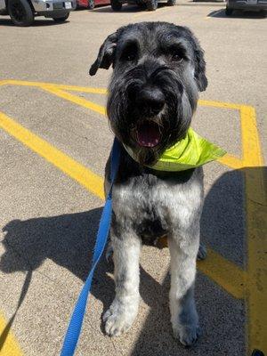 My handsome Giant Schnauzer that is 13 months old.