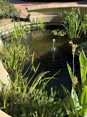 Koi fish in pond