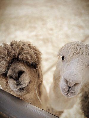 Llamas