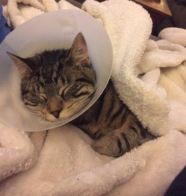 My cat 2 days after surgery. The cone worked, the anti-lick gel did not.