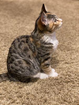 Kitten watching the NFL, oddly enough.