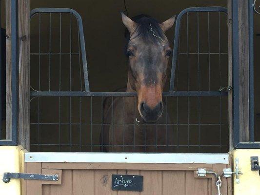 Arturo, one our friends from Dark Horse Stables