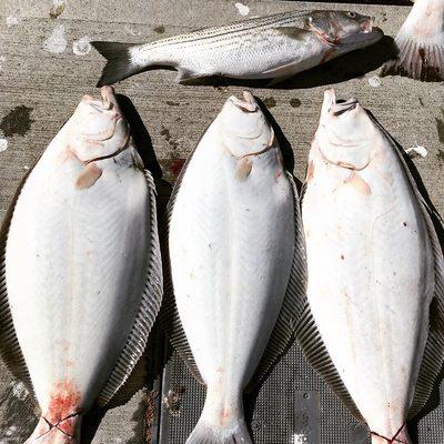 Limit halibut's