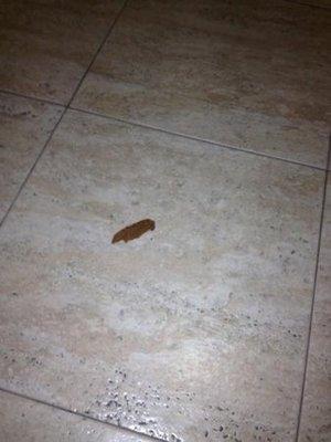 Human poop on floor