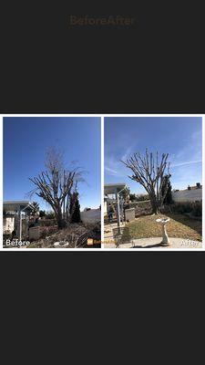 Pruning and top mulberry!