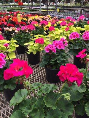 Many geraniums available in multiple sizes, colors, and varieties!