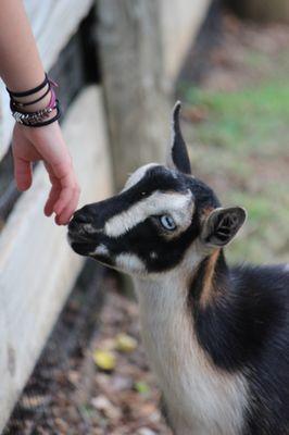 Goat at the Children's Farm. c Carla Murray.