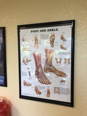 Foot and ankle diagram