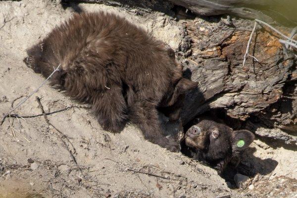 Black bear and cub at their den