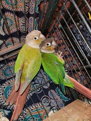 Despite an injury (no fault to JJ Birds and Supplies, these birbies (deliberate misspelling) are two of our nicest, sweetest little ones!