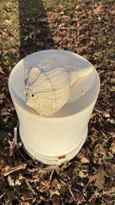 One of our biggest shells! (On top of a 5 gallon bucket, for size reference)