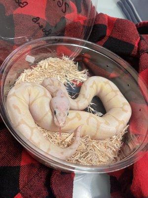 Bumble Bee Banana Ball Python