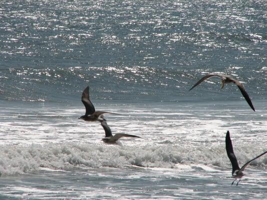 Beach wildlife