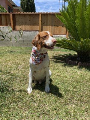 Dog Summer Haircut