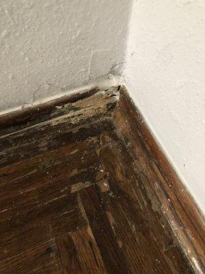 She tried taking my real wood trim up cracked it and put this mess on it. These were original floors and baseboards