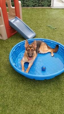 Penny relaxing at North Main Pet Lodge