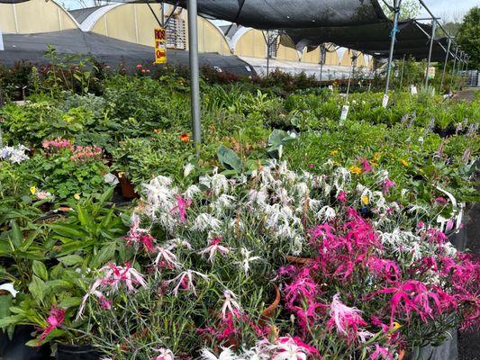 Awesome variety of perennials