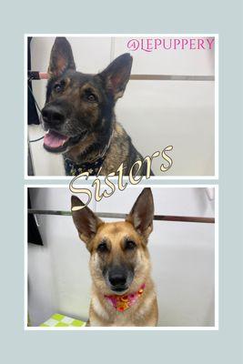 German Shepherd sisters got a thorough shedding treatment with their bath and brush service