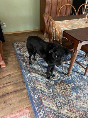 Sadie our 13 year old lab mix