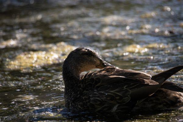 Mama duck cleaning her wings off before gathering the ducklings