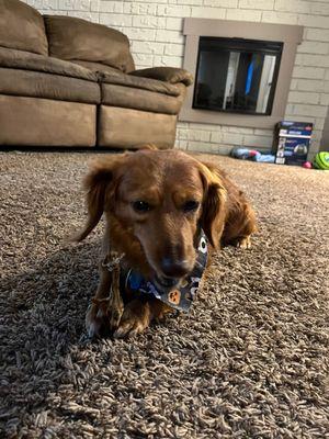 After Angie's grooming appointment chewing on her treat! She even got a little bandana