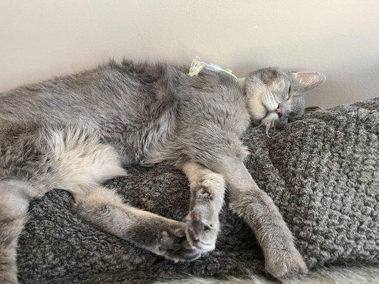 Buddy sleeping comfy with his e-tube.