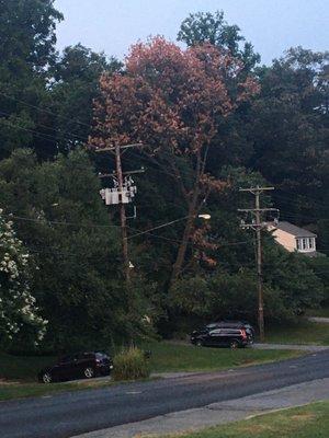 See the large brown tree that was previously green and full of growth.