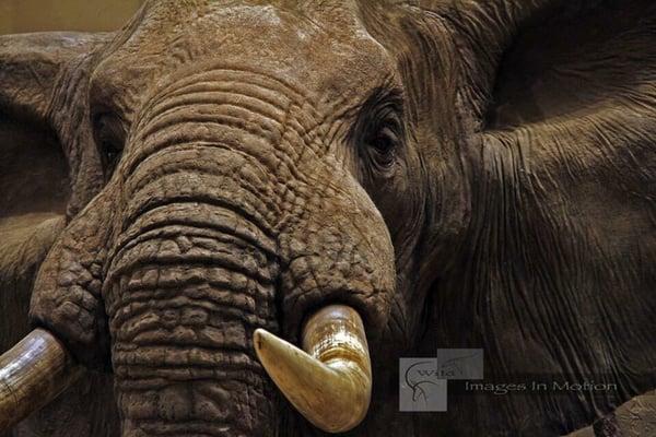 African Elephant