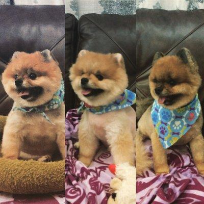 Ma'aii, Oscar, and Max, my sister's Poms, had the best makeovers on September 8th!