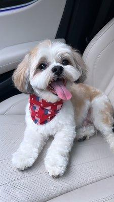 Fresh bath & haircut! He's ready for the 4th of July fireworks now.