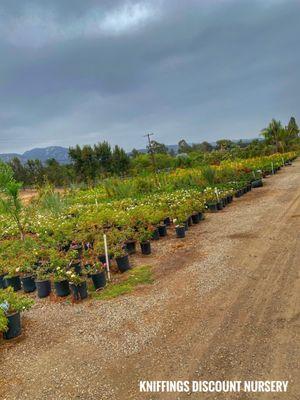 Fields of healthy plants to choose from