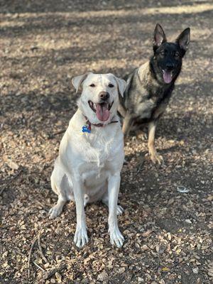 Healthy, happy dogs