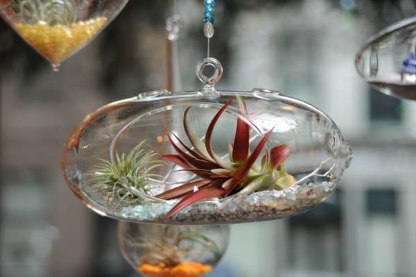 Hanging terrarium with air plants