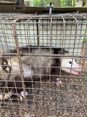 opossums, armadillos, any wild nuisance animal