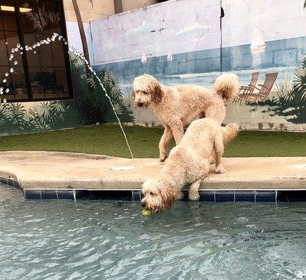 Randie and Ralphie love pool time!